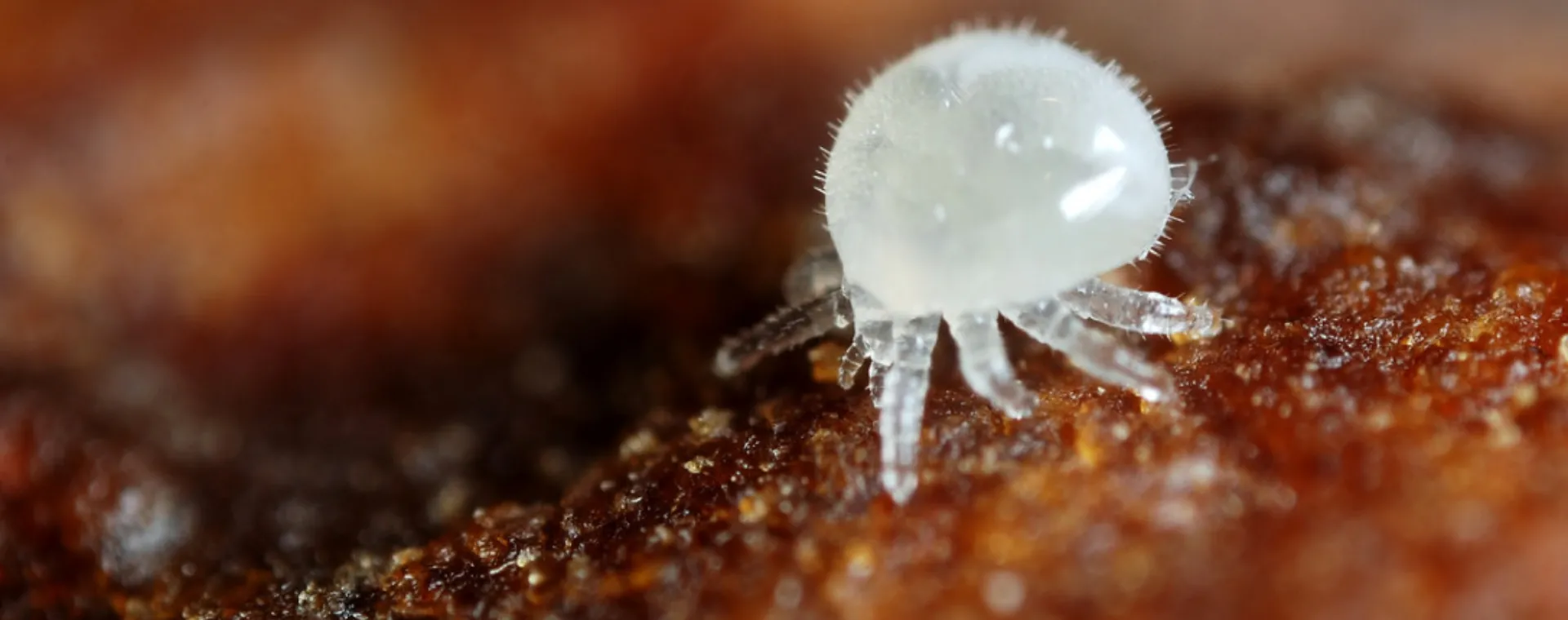 Ciclo de vida de Varroa Destructor