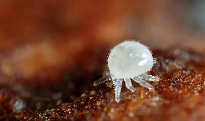 Ciclo de vida de Varroa Destructor