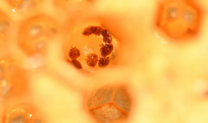 Monitoreo de la tasa de infestación por ácaros Varroa