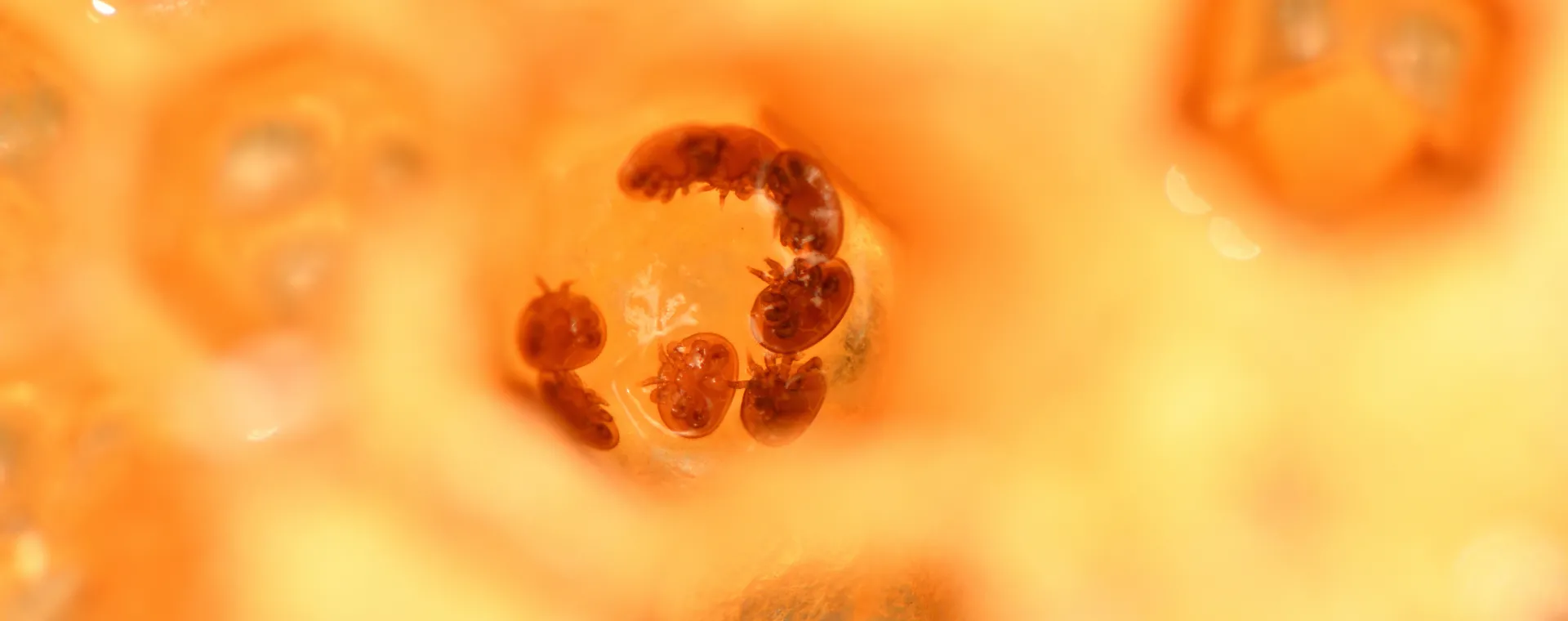 Monitoreo de la tasa de infestación por ácaros Varroa