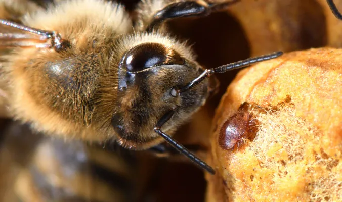 Problemas de resistencia en el tratamiento con ácaros Varroa