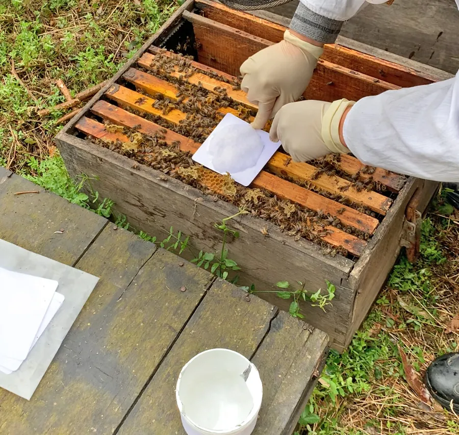 Control de ácaros en granjas de abejas orgánicas