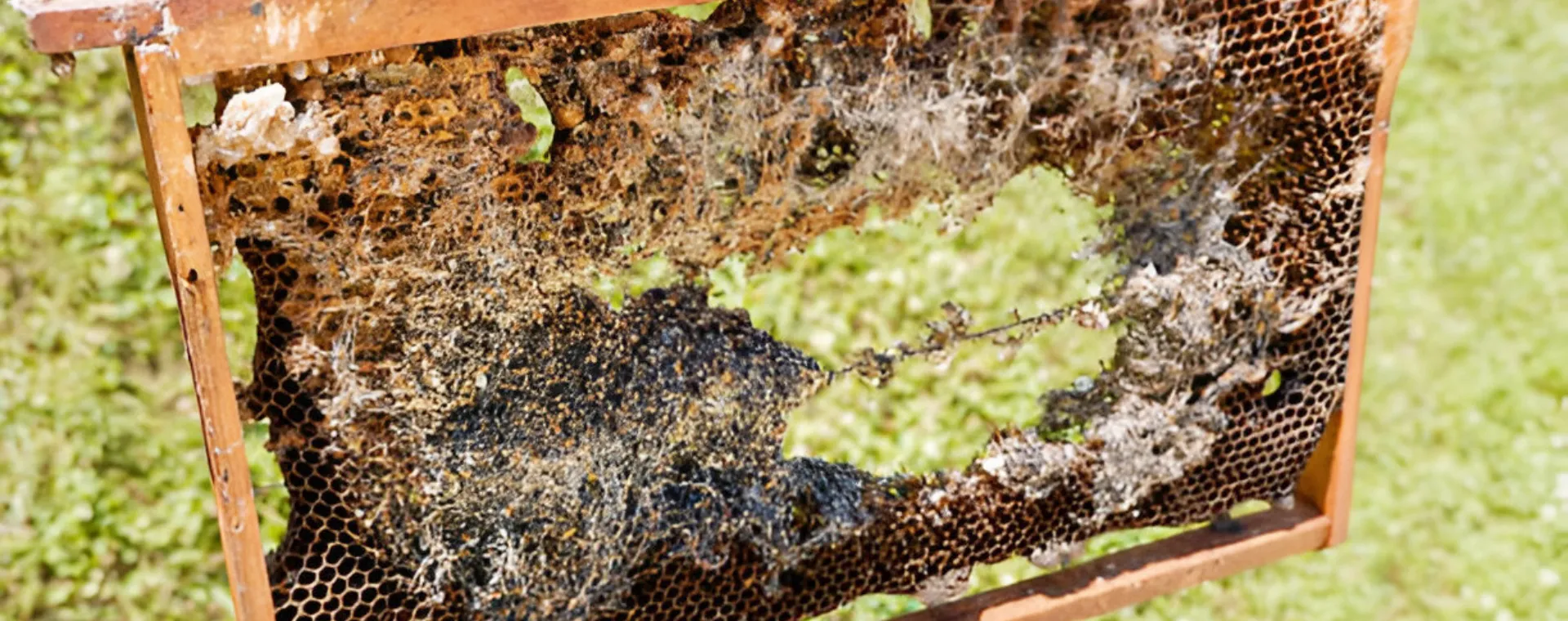 Las cuatro principales amenazas que plantean las polillas de la cera