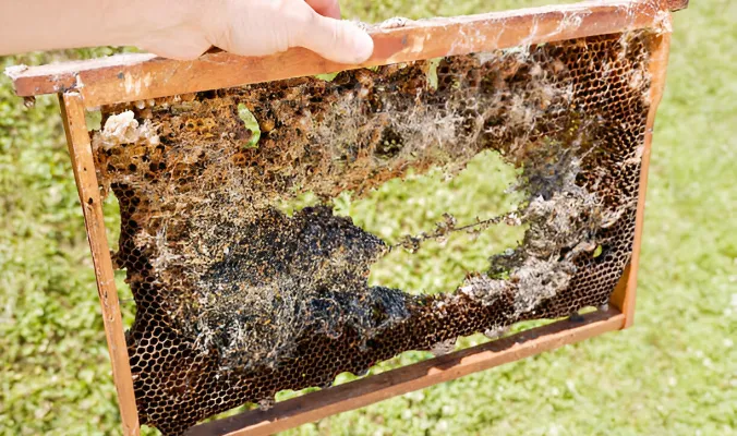 Las cuatro principales amenazas que plantean las polillas de la cera