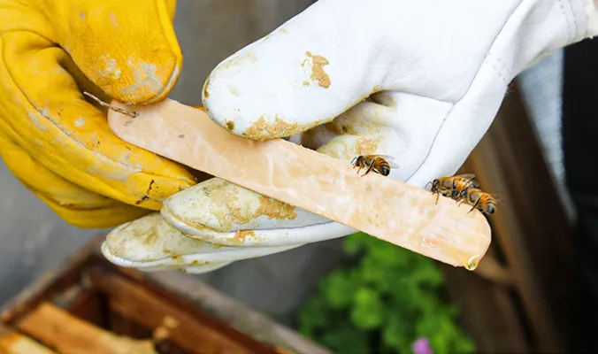 Uso de tiras de cera para polillas como tratamiento
