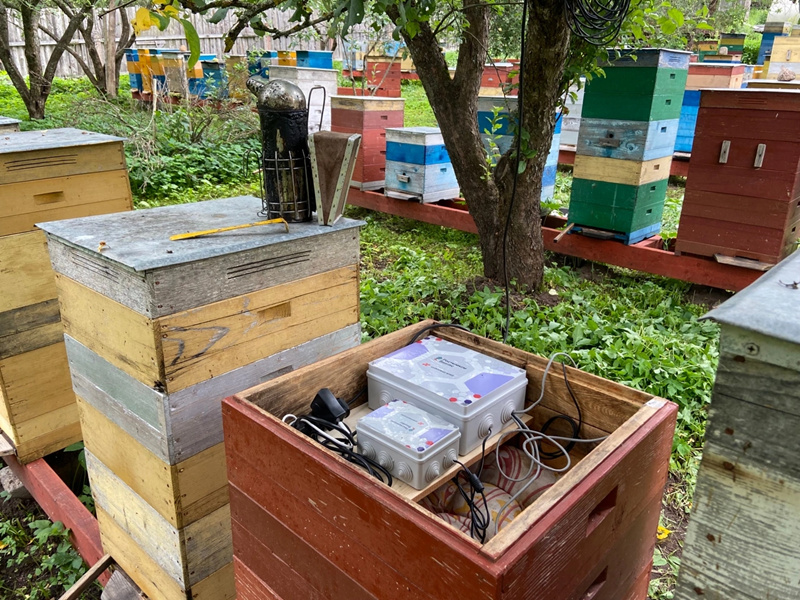 La inteligencia artificial potencia la apicultura ecológica