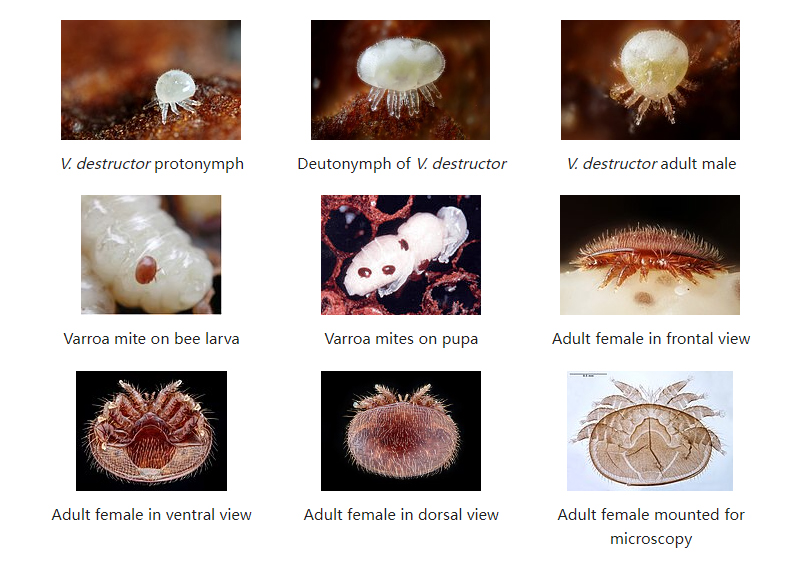 Ciclo de vida de Varroa Destructor