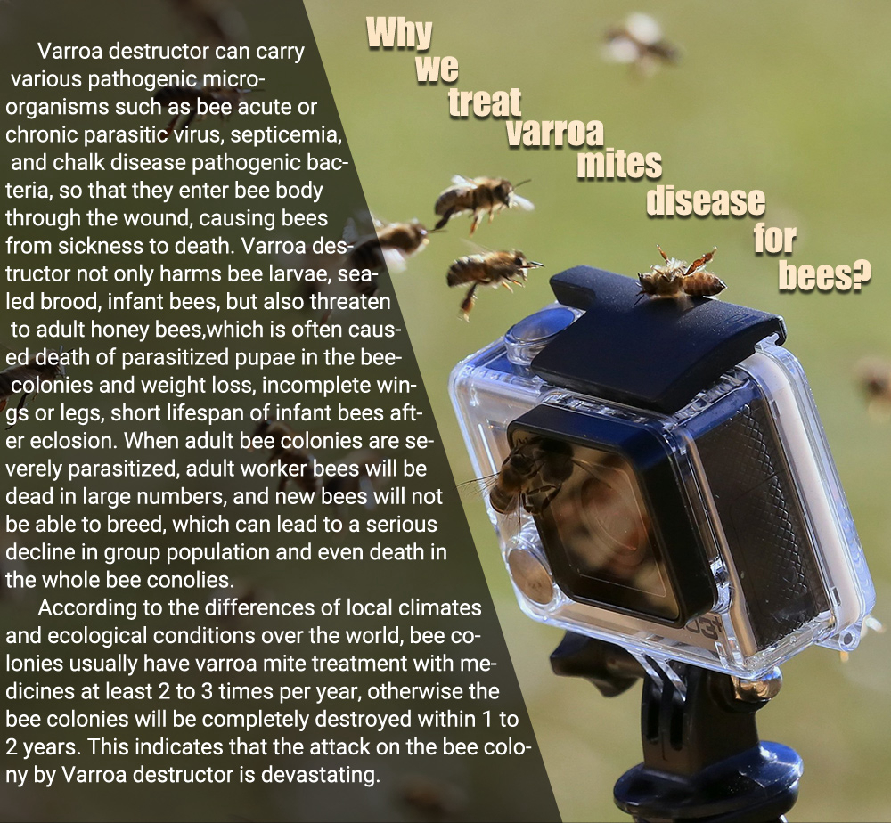 APIFLUVA-PRO Tiras Varroa