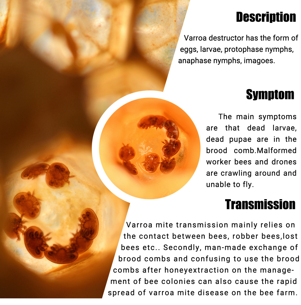 APIFLUVA-PRO Tiras Varroa