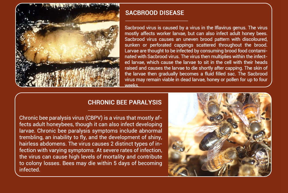 BEE-BESTIE - Suplementos alimenticios microbianos para abejas