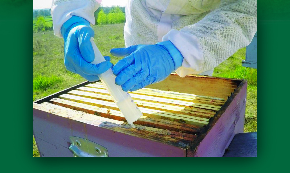 Tratamiento con ácido oxálico MYTH-BEE para abejas