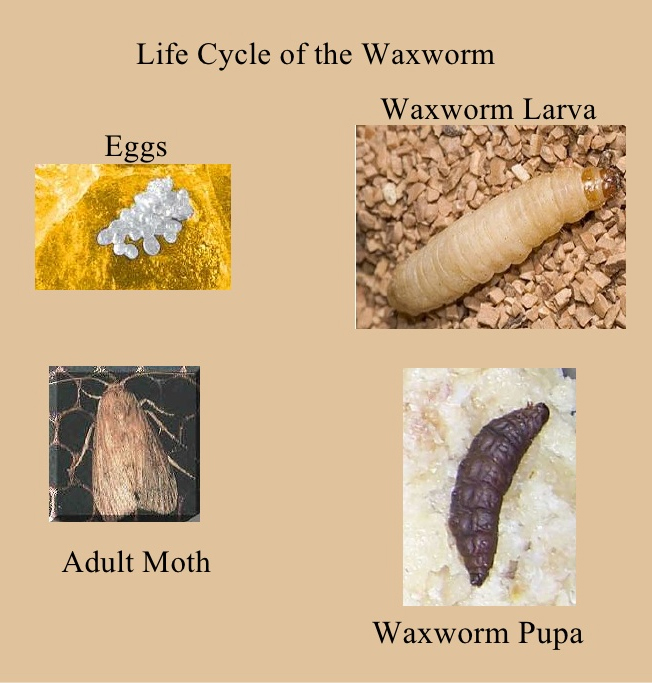 Conozca a su enemigo: rasgos biológicos de las polillas de cera