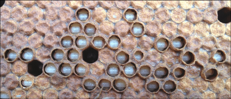 Las cuatro principales amenazas que plantean las polillas de la cera