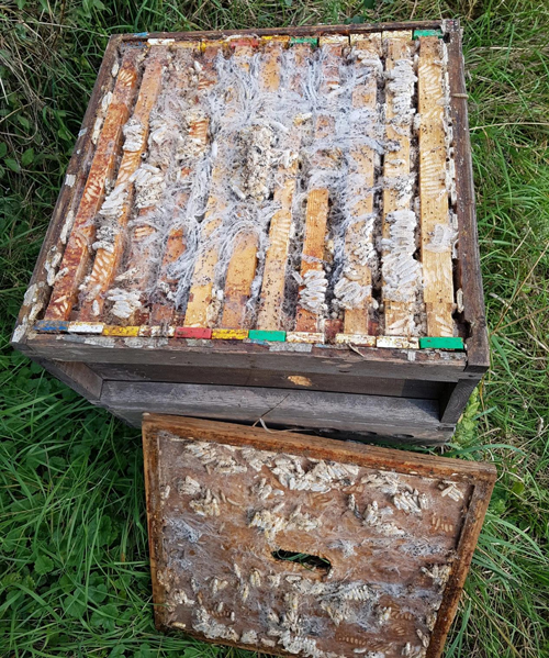 Las cuatro principales amenazas que plantean las polillas de la cera