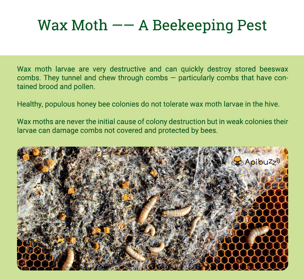 APIBUZZ Tiras de madera para tratamiento de polillas de cera de colmena | Paquete de 10 unidades