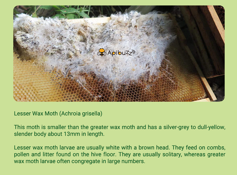 APIBUZZ Tiras de madera para tratamiento de polillas de cera de colmena | Paquete de 10 unidades