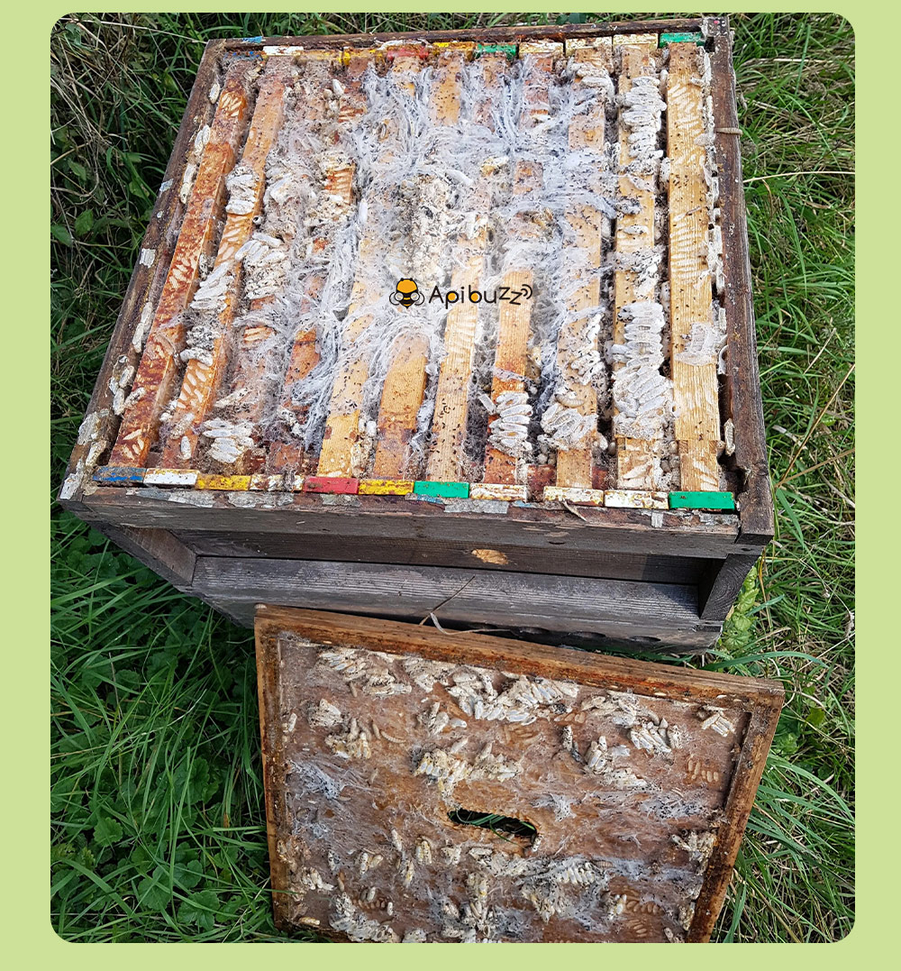 APIBUZZ Tiras de madera para tratamiento de polillas de cera de colmena | Paquete de 10 unidades