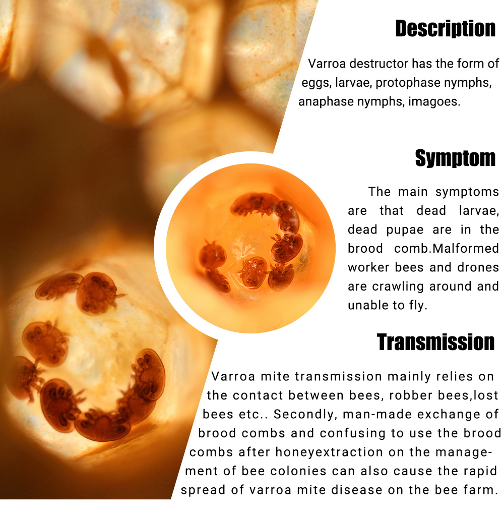 Tiras de fluvalinato APIFLUVA árabe - Paquete de 20