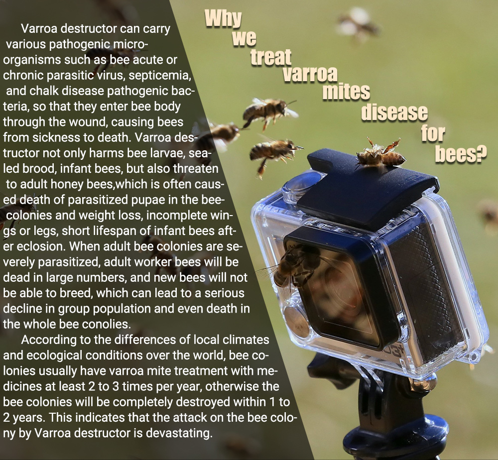 Tiras de fluvalinato APIFLUVA árabe - Paquete de 20