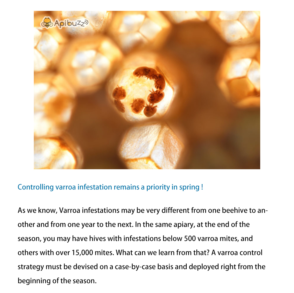 Verificación de ácaros varroa para detectar infestación